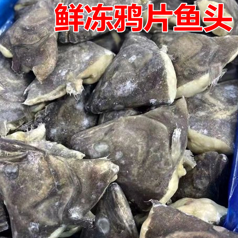 宁波特产鲜冻鸦片鱼头鲽鱼头比目鱼头海鲜水产