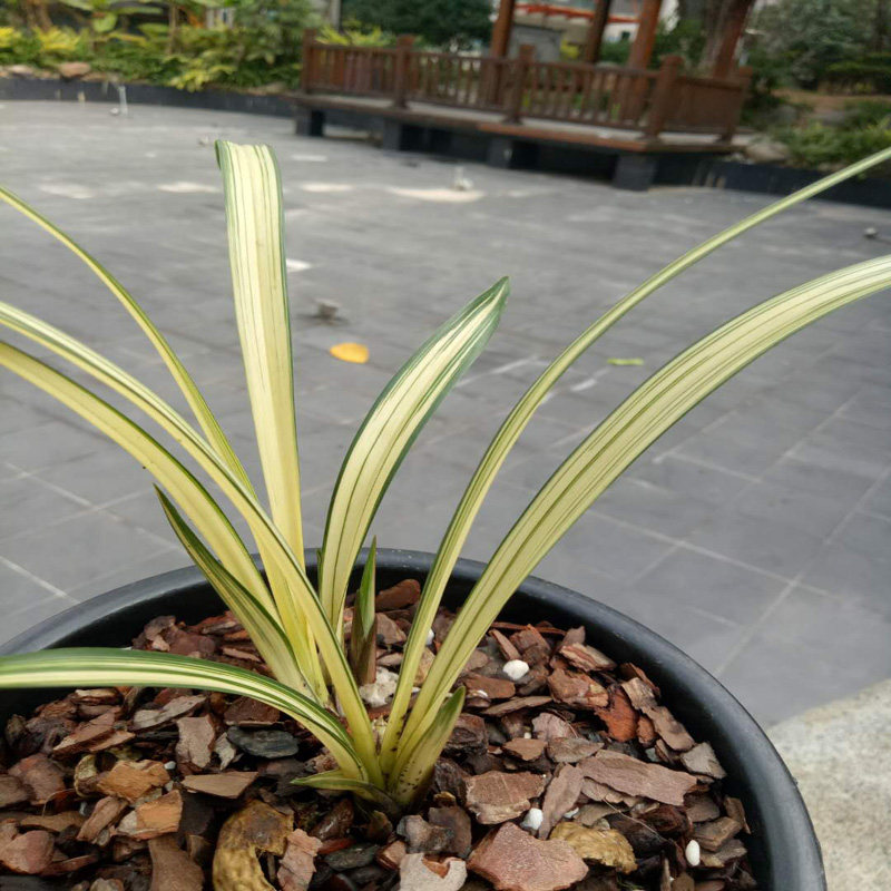 建兰四季兰中透艺(福隆)兰花 优质 hot 花卉盆栽 花卉植物室内花