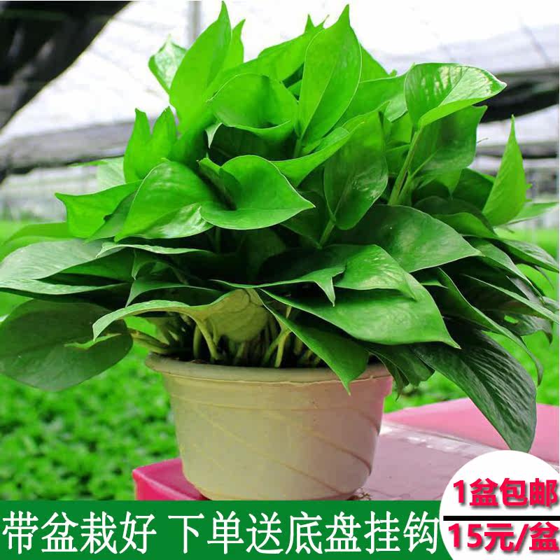 绿萝批发吊兰植物小盆栽室内迷你吸甲醛可爱大叶绿萝净化空气包邮