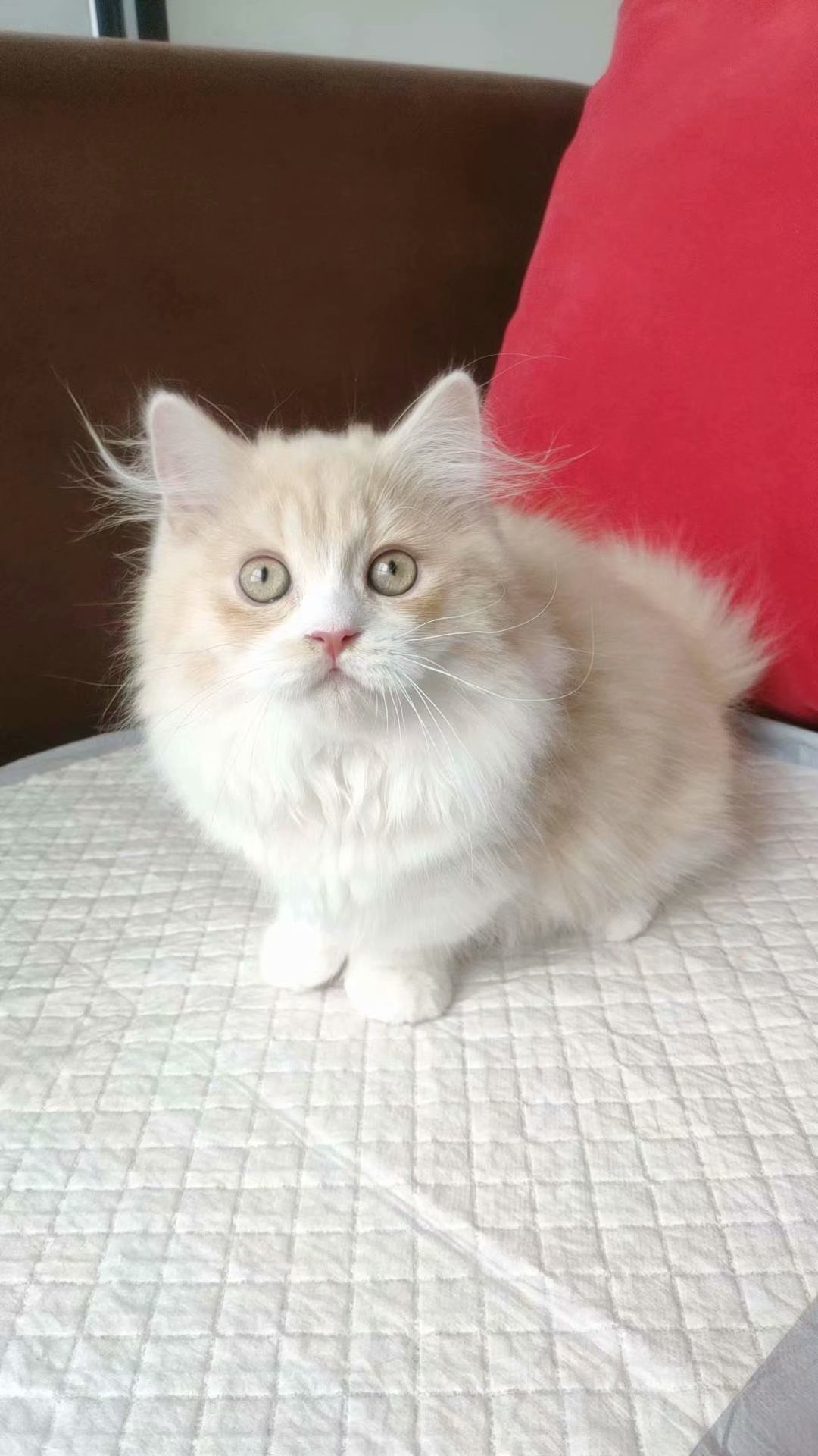 拿破仑贴地小短腿 曼基康矮子猫 家养血统纯种宠物猫红乳白色长毛
