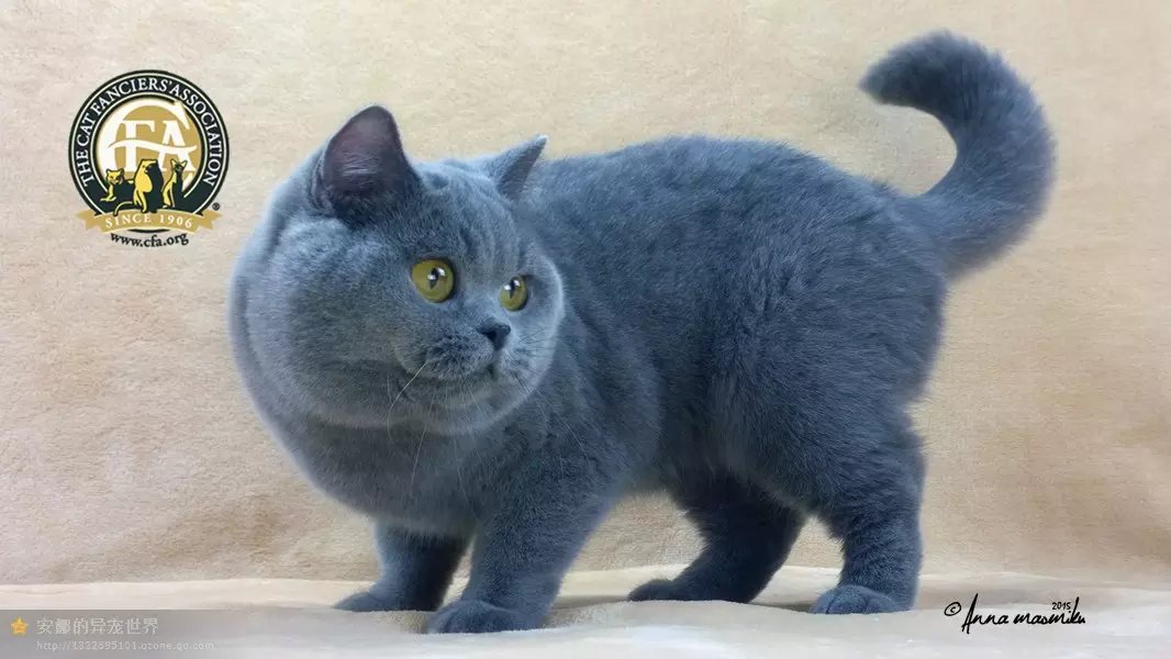 大包子脸纯种英短蓝猫公母猫都有全国可预定cfa血统可带证书转