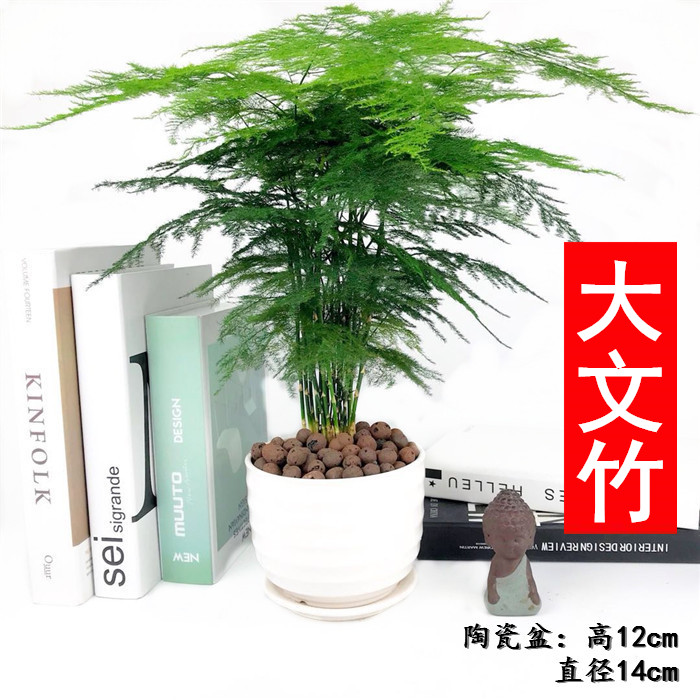 大文竹盆栽植物花卉四季常青净化空气吸甲醛桌面绿植办公室内盆景