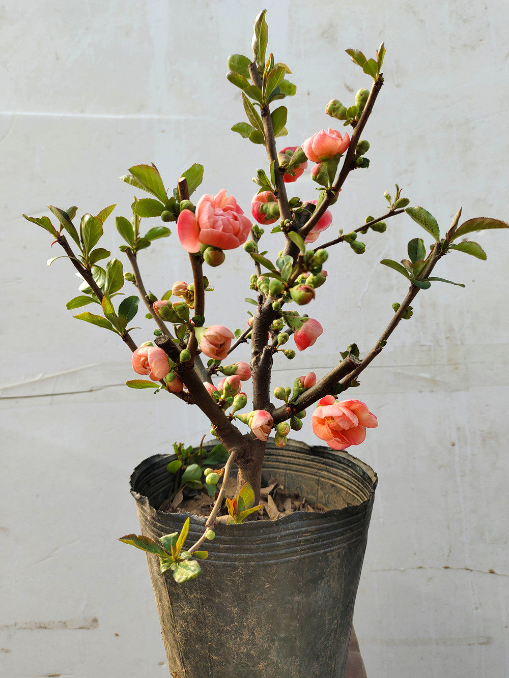 耐寒长寿冠 春季开花 长寿乐海棠盆景老桩盆景桩四季海棠木本植物