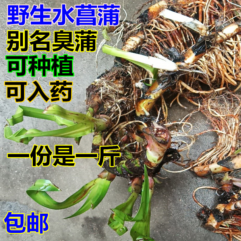 野生蒲公英种子 婆婆丁 野生保键菜易种野菜种子四季可播 9.9包邮