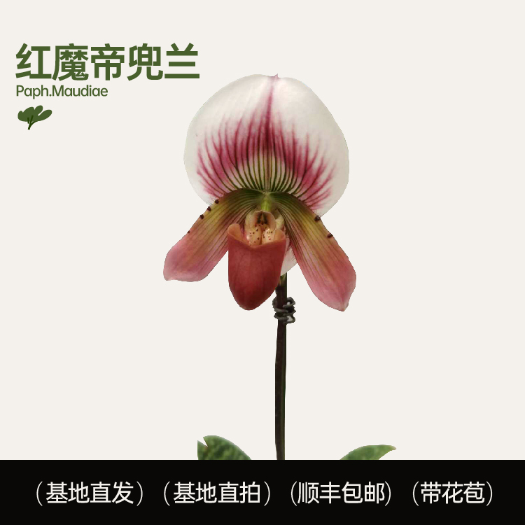 赤野集兰花红魔帝绿魔帝兜兰 (Paph.Maudiae)花期长洋兰室内花卉