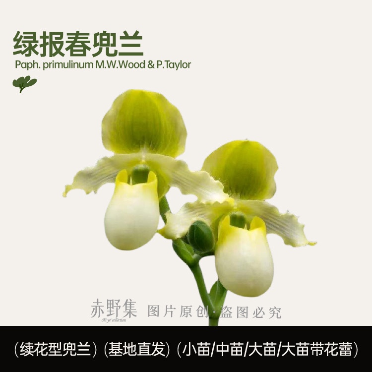 赤野集兰花 兜兰属 原种 报春 实生苗 Paphiopedilum primulinum