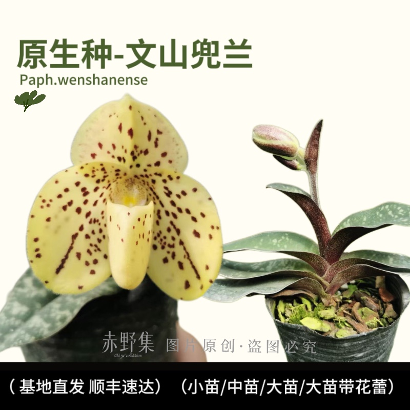 赤野集兰花实生苗原生种文山兜兰Paph.wenshanense小型植株带花苞