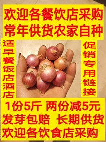 红葱头新鲜包邮小干葱头单粒圆葱广东惠州农家做台湾葱油酥1份5斤