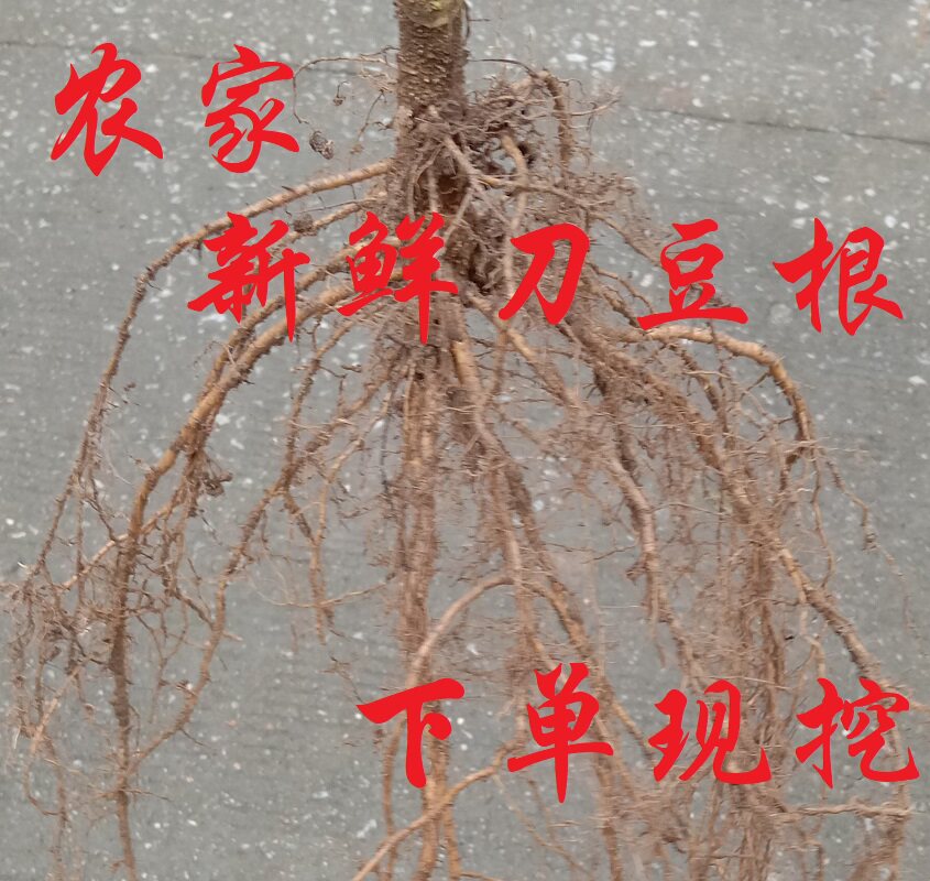 江西新鲜刀豆根刀角根新鲜刀巴豆根50克包邮