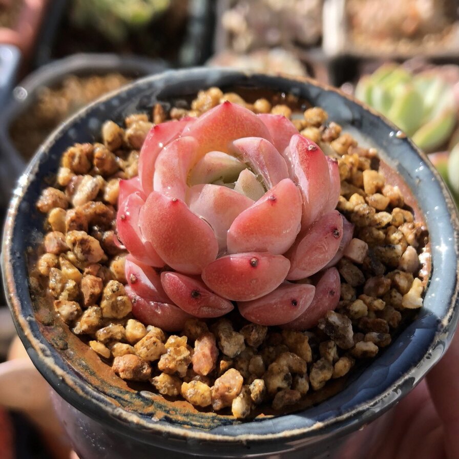 8恩宠 格瑞斯惊喜 多肉植物肉肉植物萌肉肉组合盆栽室内花卉陌上花已