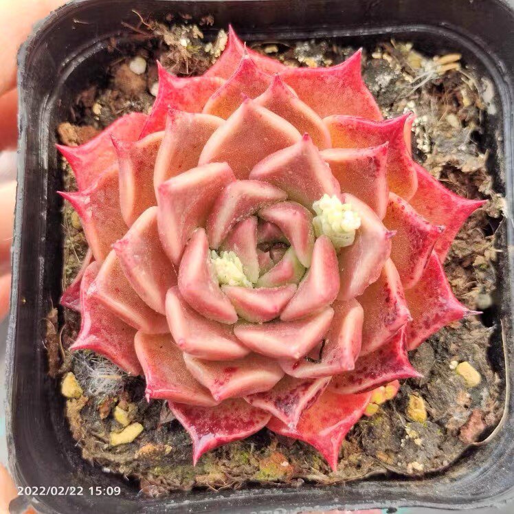 皮皮虾多肉 贵货 稀有品种 韩国进口杂交,小苗,办公桌满18包邮