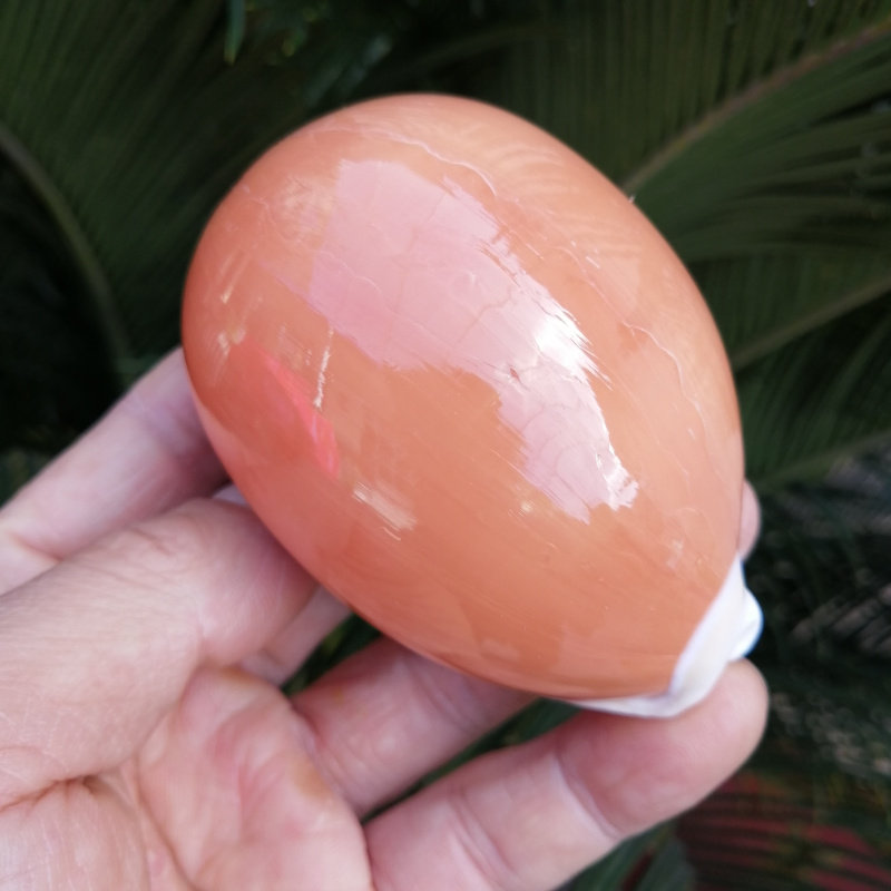 贝壳海螺珊瑚湾的优惠券大全