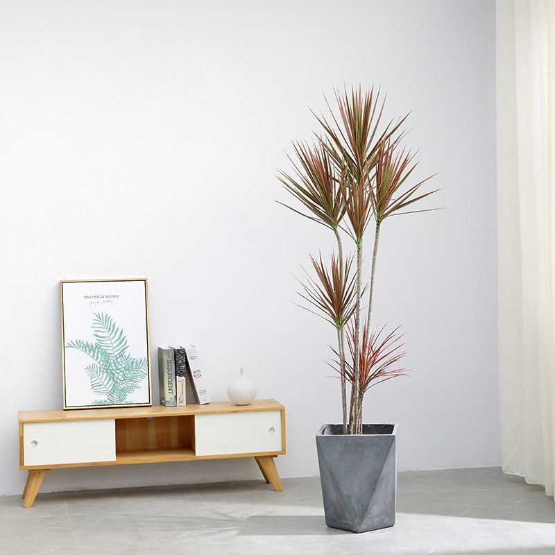 七彩铁千年木北欧盆栽三色龙血树客厅室内吸除甲醛净化空气绿植物