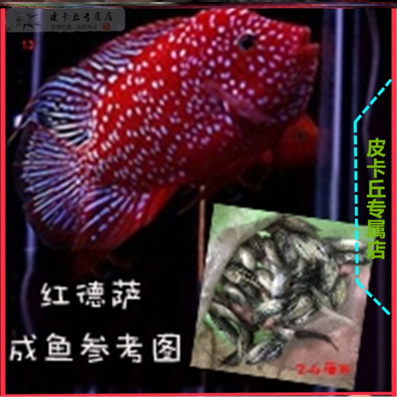 起头鸿运罗汉鱼苗火凤罗汉鱼泰国热带德萨泰金观赏鱼火凤凰亚成