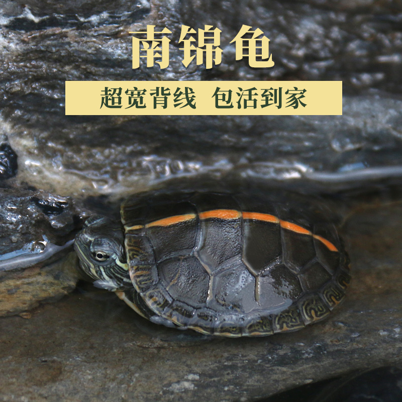 成吉思汗鲨鱼是鲨鱼吗_鲨鱼的天敌是什么_d之一族是神的天敌