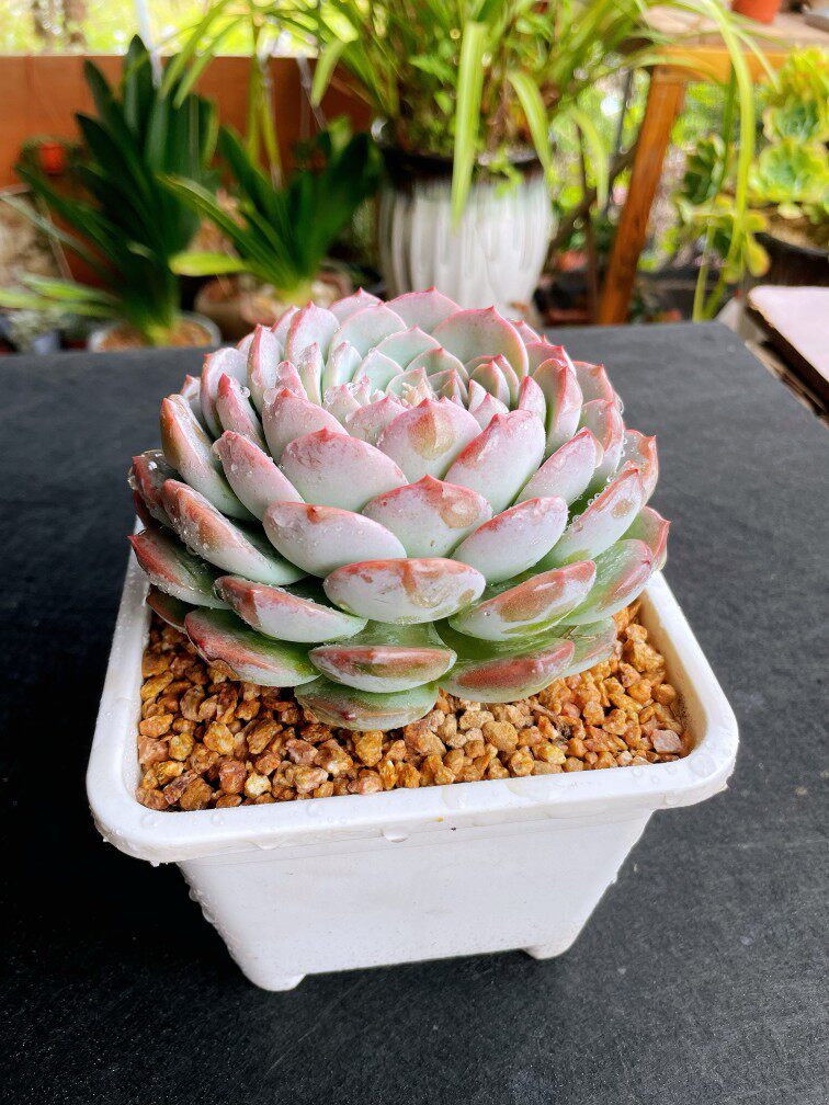 恩宠 格瑞斯惊喜大单头云南基地阳台庭院多肉盆栽防辐射