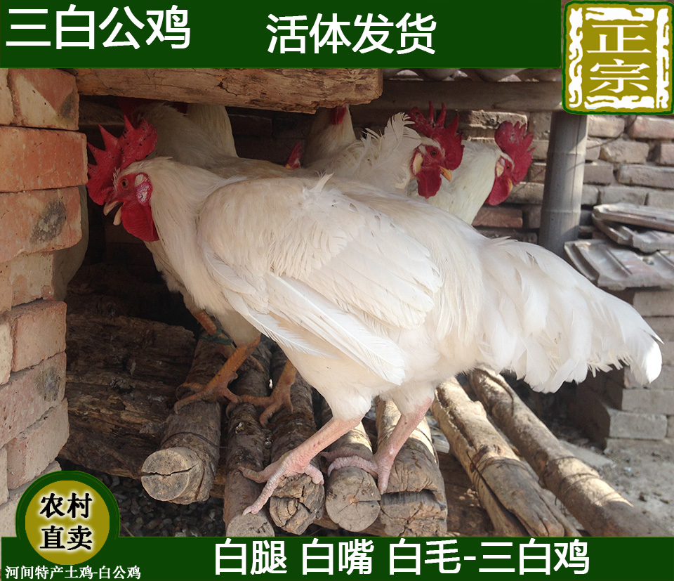 三白鸡三白公鸡白腿白嘴白毛纯白无杂毛大白公鸡土鸡