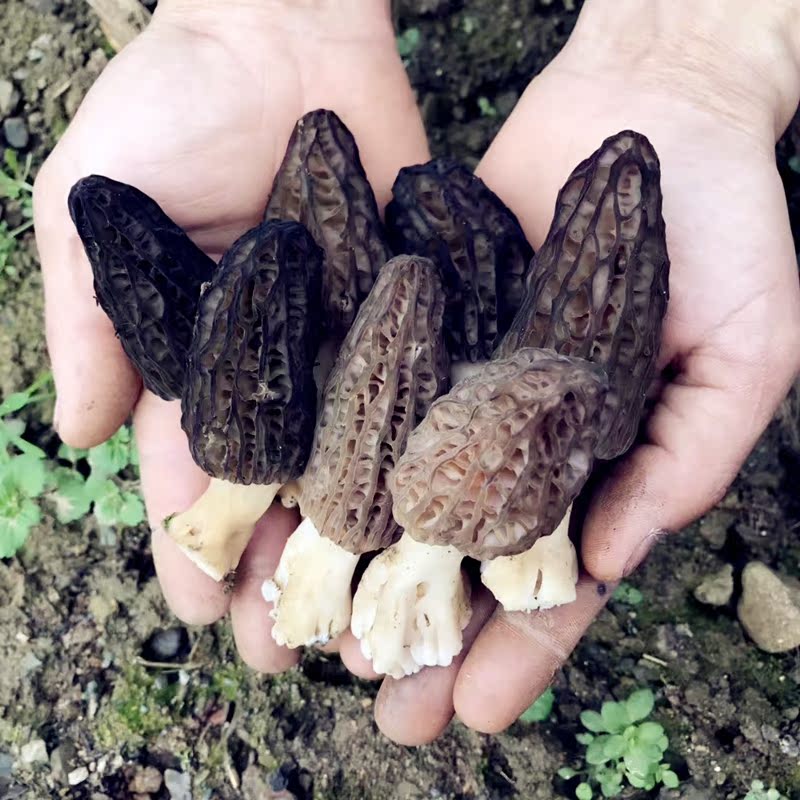 高端食材 四川羊肚菌干货 头期肥厚 年货仿野生羊肚菌100克在类目 粮油米面/南北干货/调味品, 南北干货/肉类干货, 干货/土特产, 香菇类中 - 来自Buy2taobao.com提供专业的淘宝代购服务