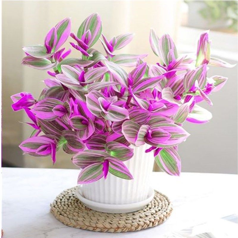 吊兰油画婚礼大棵盆栽胭脂云多肉植物土培水培办公桌面易爆盆绿植