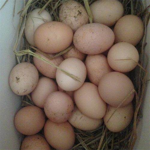 苏北特产正宗红薯粉条山芋粉丝纯手工干货劲道滑爽地瓜粉条500g