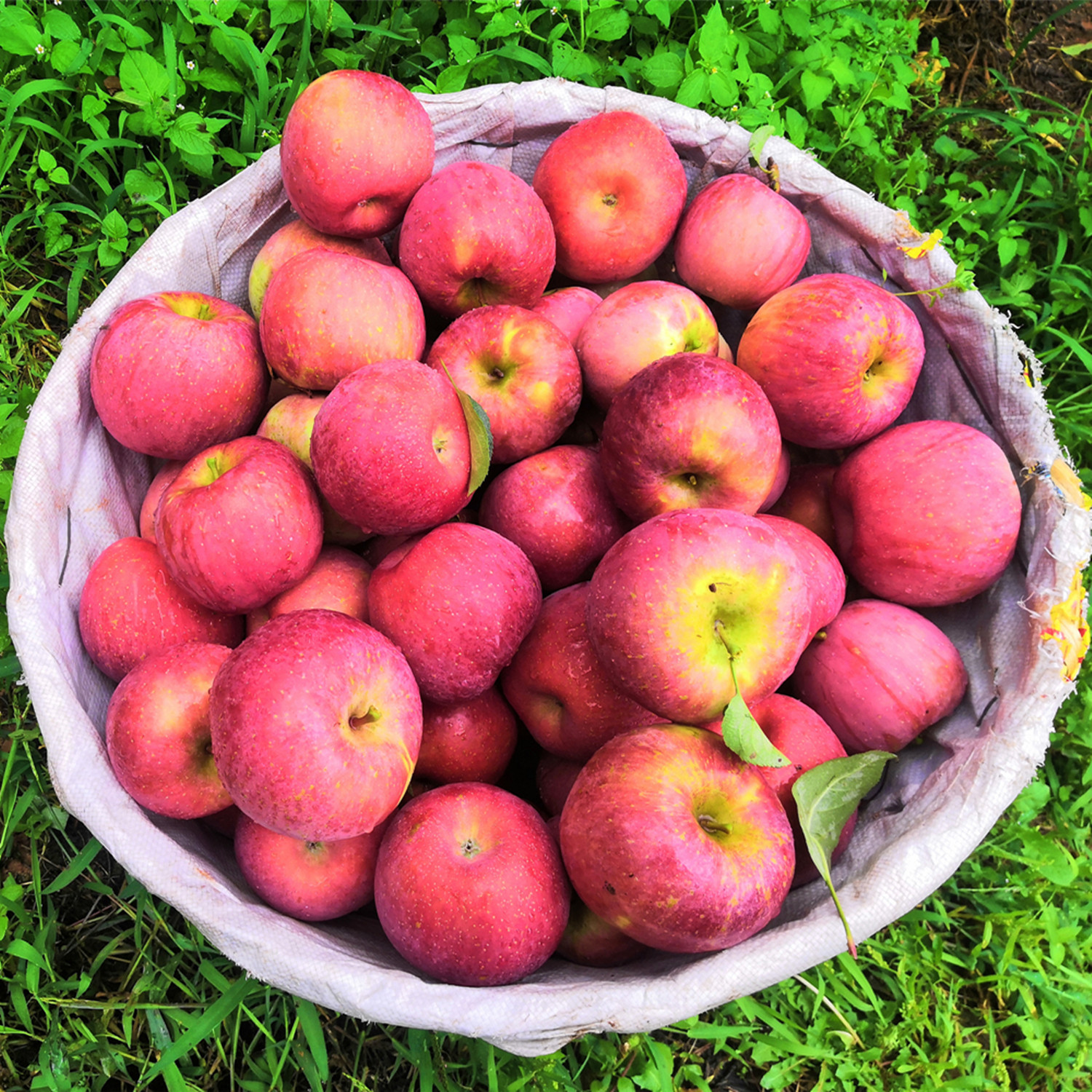 均田5队的优惠券大全—大凉山盐源红将军丑苹果糖心红富士当季新鲜多