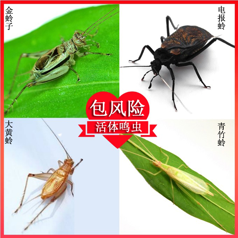 金蛉子9