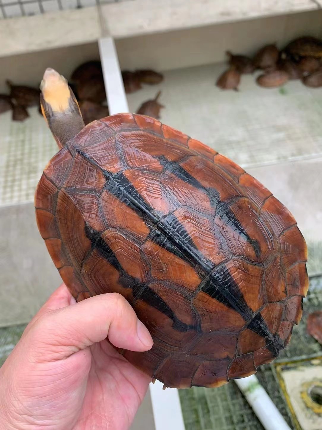 纯正黄喉拟水龟皖南种三黄小青龟石金钱龟苗活物小宠物乌龟招财龟