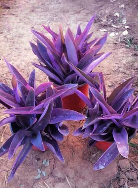 室外室内花卉绿植盆栽紫色吊兰紫竹梅紫罗兰喜光好养植物鸭芷草