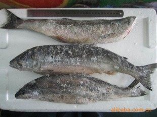 延边特产朝鲜族新鲜松鱼海鲜海鱼冻鲜松鱼海水鱼500克