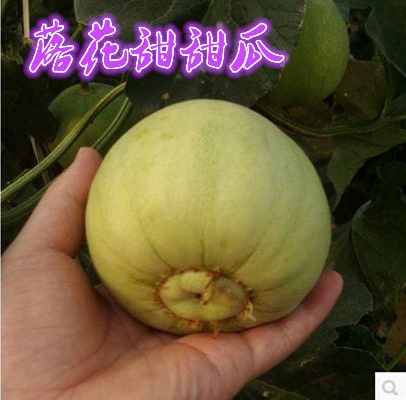 落花甜甜瓜种子儿时甜瓜味道老品种香瓜种子蔬菜种子水果种子
