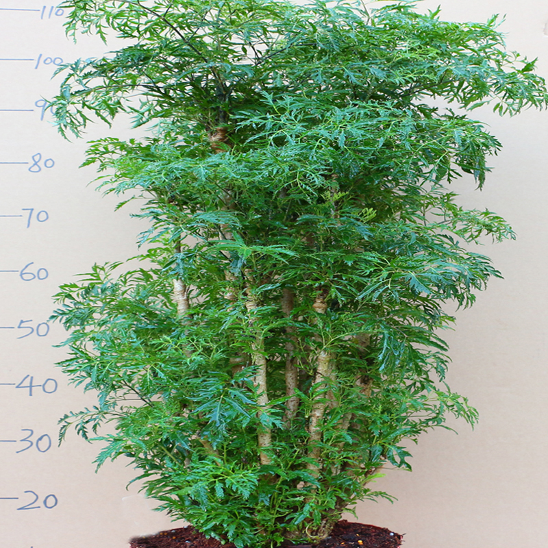 羽叶细叶福禄桐盆景树桩室内客厅绿植盆栽四季常青招财发财树