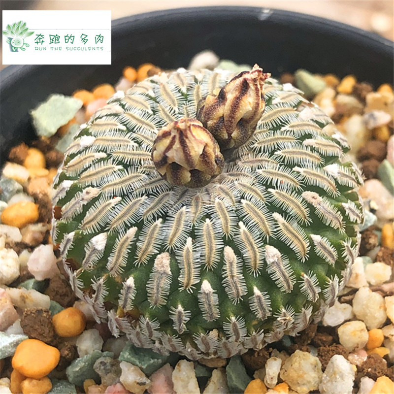 多肉植物实生精巧殿多头开花株仙人球娇丽属室一物一拍小盆栽