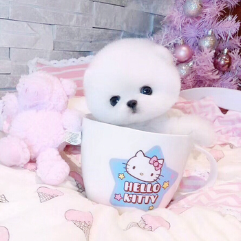 扫码券,淘宝茶杯犬优惠券