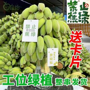 禁止蕉绿整串发货水培香蕉办公室绿植盆栽拒绝焦虑芭蕉带卡片