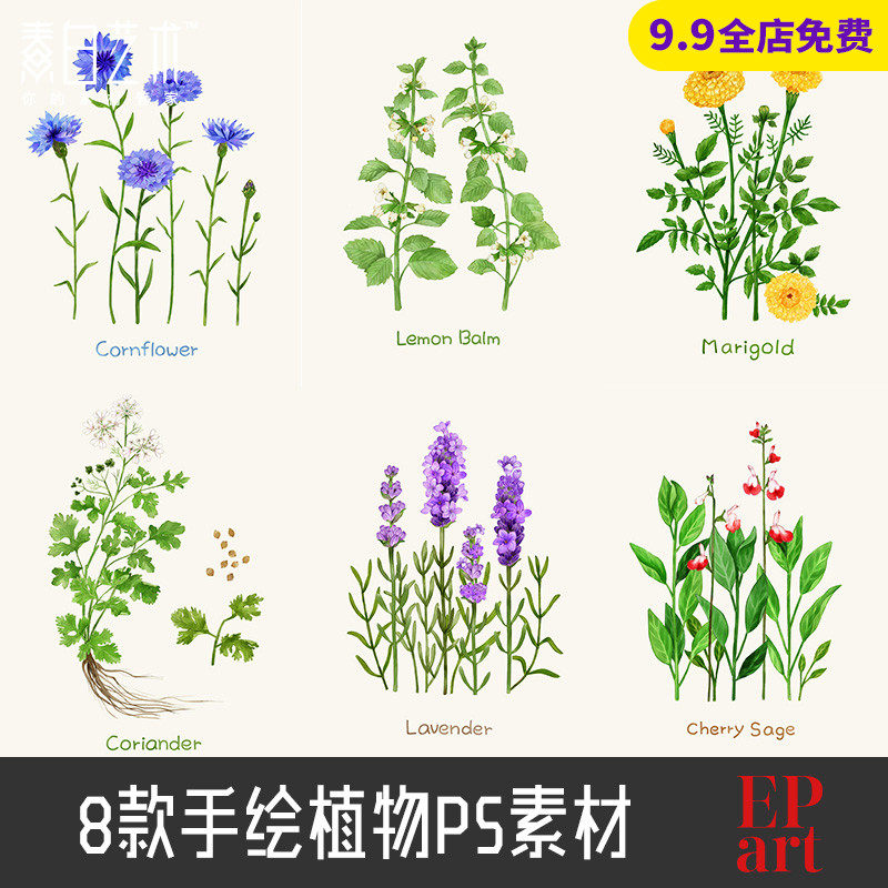 草本植物包装手绘甘菊鲜花花卉psd设计素材ps186设计