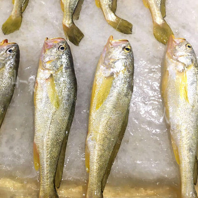 象山海鲜石浦东海野生黄鱼黄花鱼3两左右一条淡水鱼类