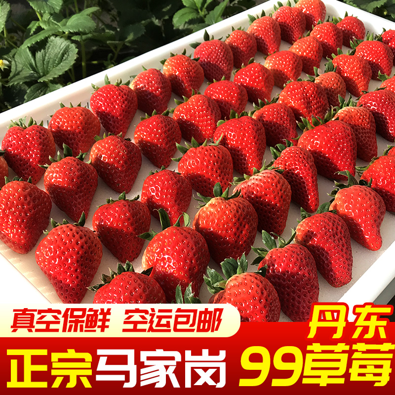 丹东99草莓新鲜草莓九九红颜牛奶草莓马家岗99草莓现摘九九大草莓