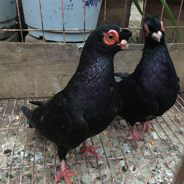 鸽子活体_低价黑色羊眼鸽子红眼观赏鸽子活体种鸽白青年幼鸽宠物鸽包