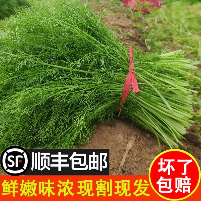 小茴香菜新鲜山东蔬菜荤香包邮大回香苗不带根包饺子包子馅2斤4斤