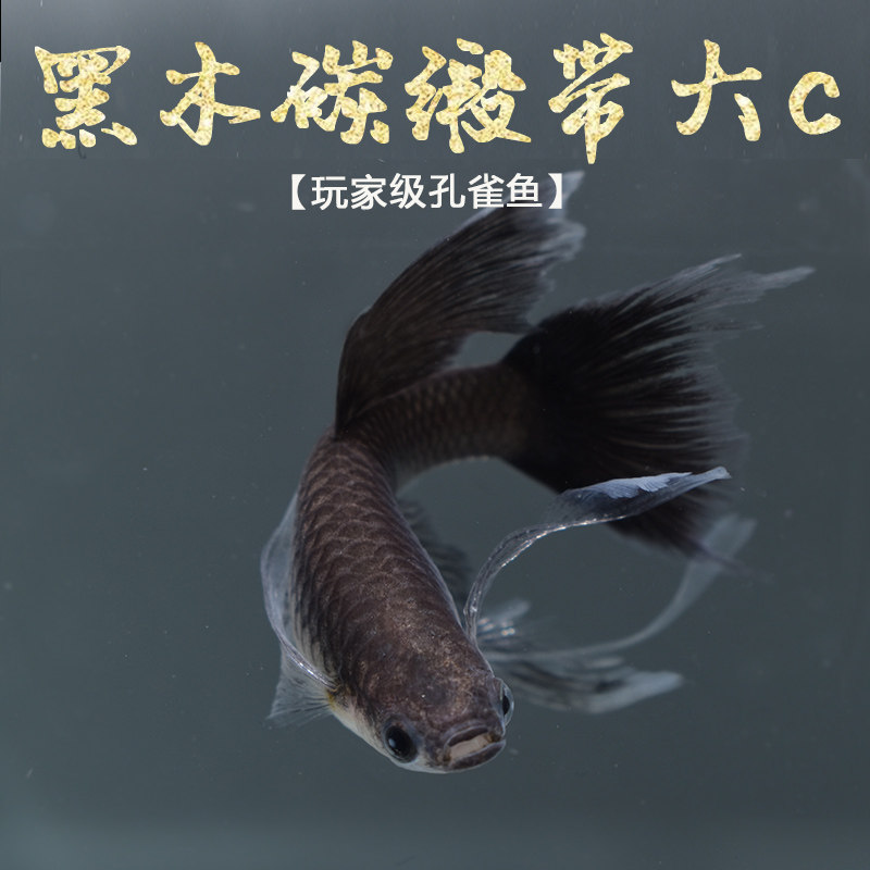 黑木炭缎带大c孔雀鱼精品观赏鱼孔雀鱼活体玩家级热带淡水