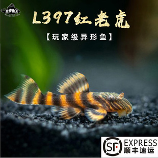 阿莲卡红老虎L397异型鱼观赏热带鱼底栖工具鱼中大型淡水异形活体