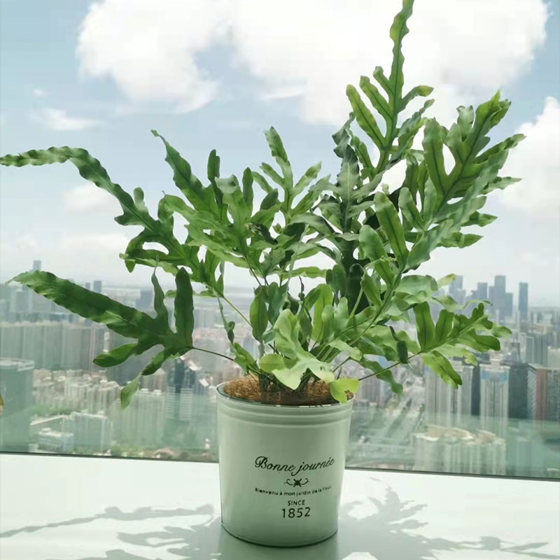 腾飞园艺 蓝星蕨水龙骨盆栽庭院客厅室内ins喜阴蕨类观叶好养绿植