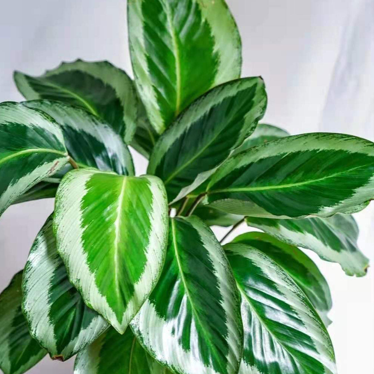 腾飞园艺青莲竹芋青苹果孔雀马赛克观叶盆栽净化空气吸甲醛防辐射