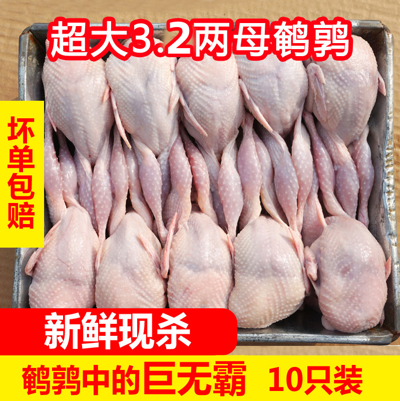 超大母鹌鹑肉新鲜速冻白条生骨肉活鹌鹑现杀放血烧烤月子汤10只