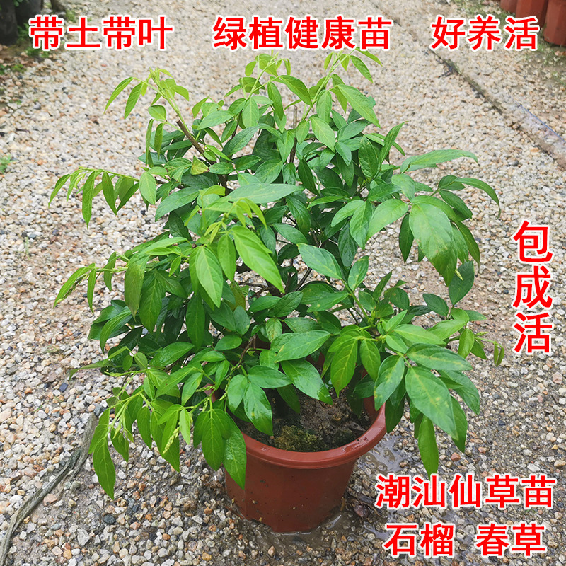 潮汕阳台仙草盆栽抹草苗春草红花仙草