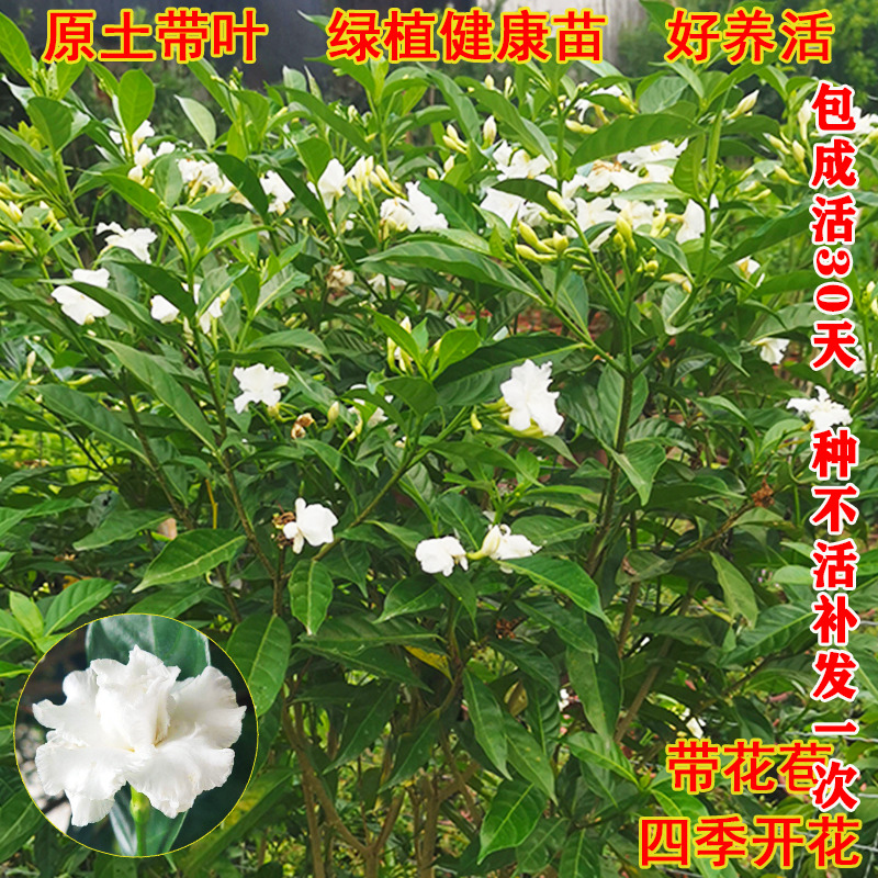 狗牙花盆栽 重瓣水晶茉莉 丁香茉莉