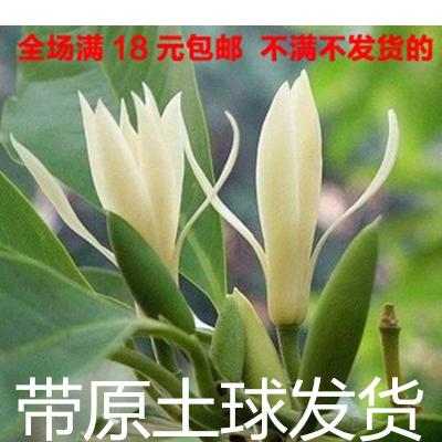 白兰花盆栽 黄桷兰十里飘香白兰花苗