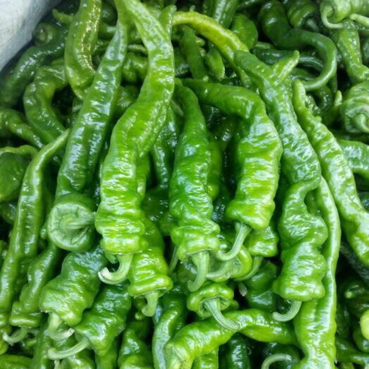 航椒2号天水神州绿鹏