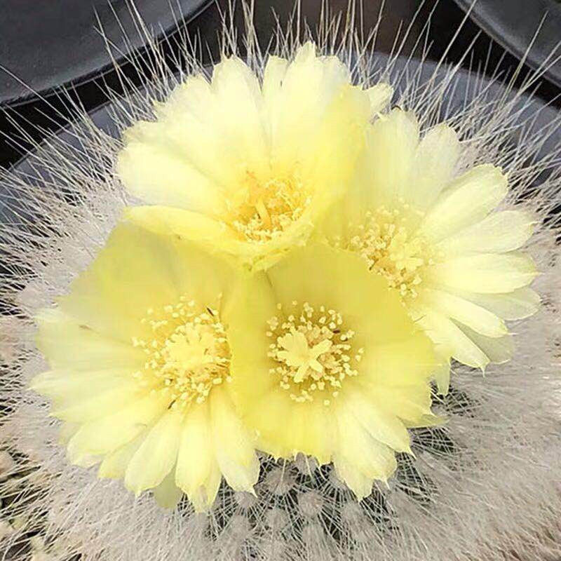 尚野园艺多肉植物实生白小丁白小町毛茸茸软刺不扎手仙人球仙