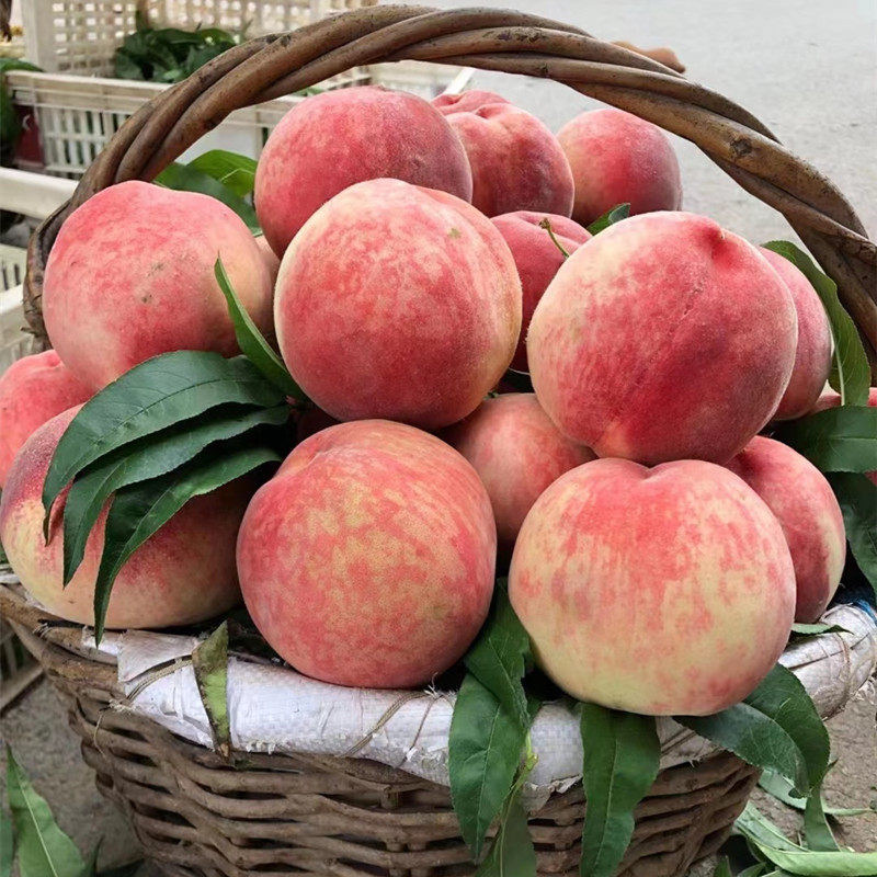 现货肥城桃子新鲜水蜜桃水果整箱当季现摘5斤脆甜正宗露天软蜜桃